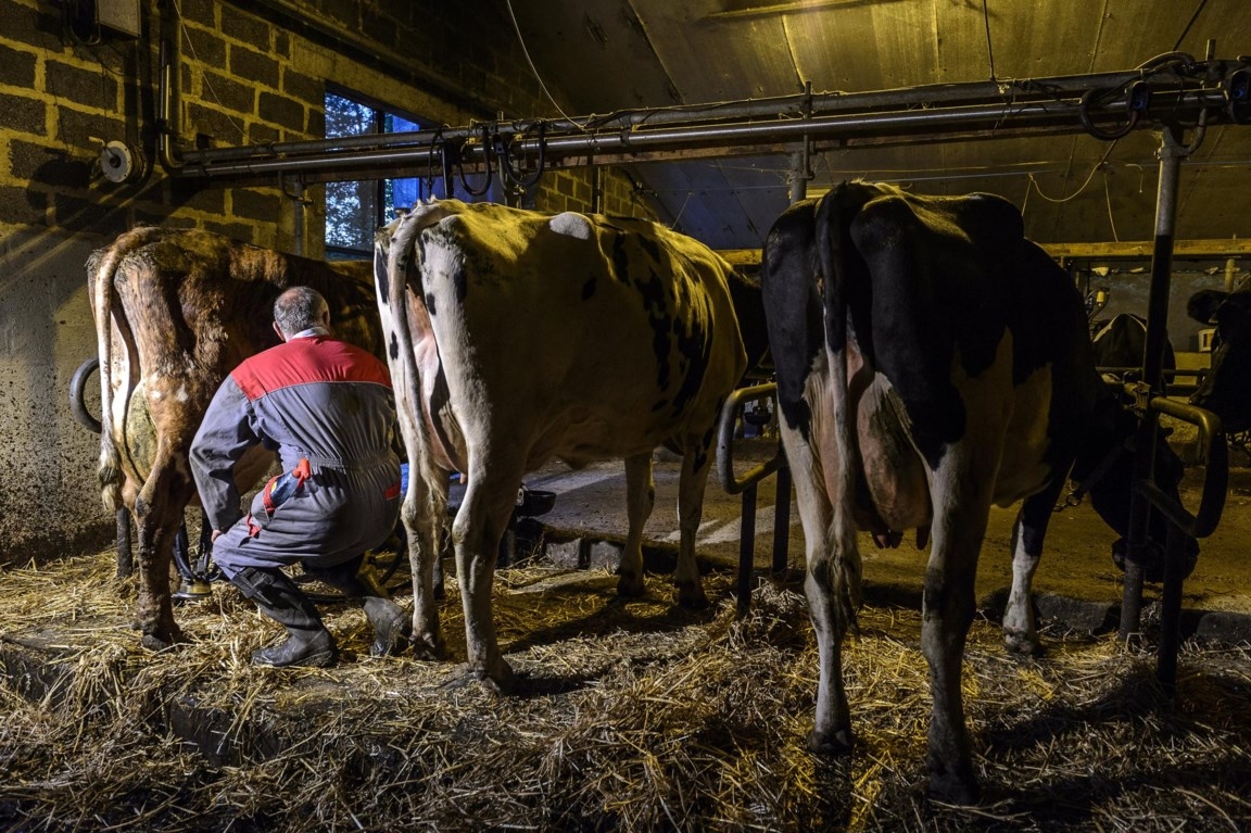 Landbouw en veeteelt zullen nooit klimaatneutraal kunnen worden. Die uitstoot zal elders gecompenseerd moeten worden. Jean-Marc Quinet/belga