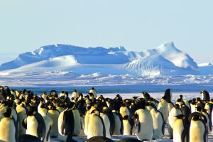 PB | De Raad van Ministers geeft groen licht aan het voorstel voor een speciaal beschermd gebied op Antarctica