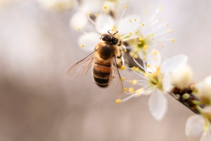  België zet zich op alle fronten in voor biodiversiteit